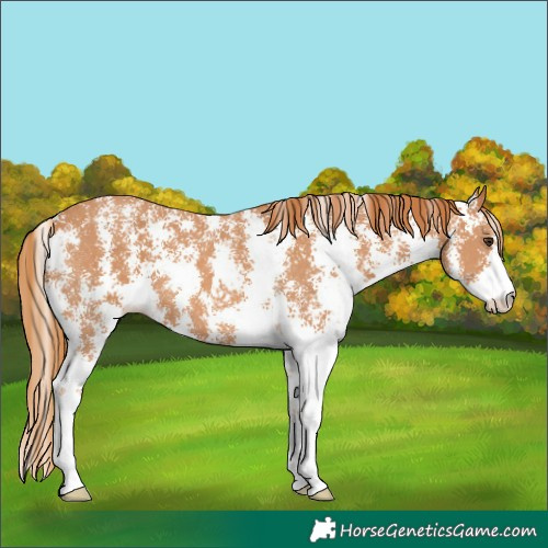 Horse Color:Chestnut Sabino 