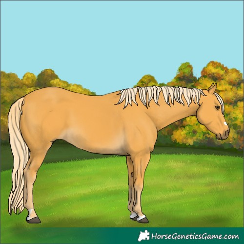 Horse Color:Palomino