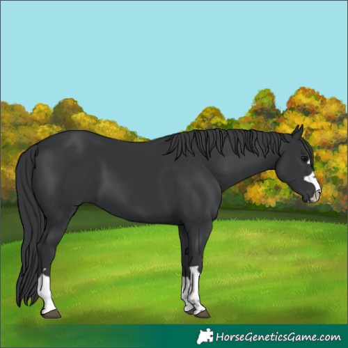 Horse Color:Black 