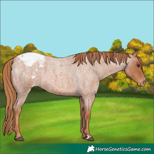 Horse Color:Red Roan Appaloosa 