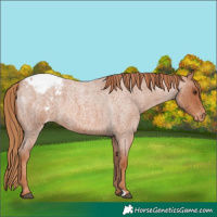 Horse Color:Red Roan Snowcap 