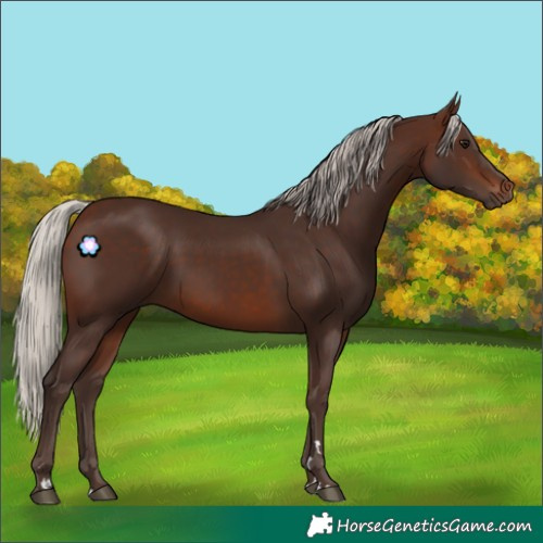 Horse Color:Silver Brown