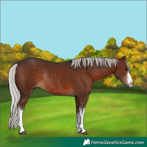 Horse Color:White Spotted Silver Brown Rabicano 