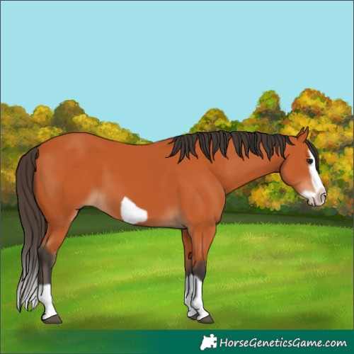 Horse Color:Bay Splash Frame 