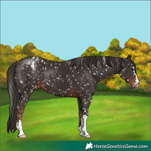 Horse Color:Liver Chestnut Blanket 