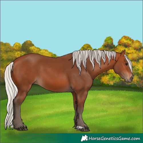 Horse Color:Silver Bay 