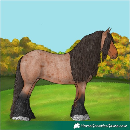 Horse Color:Bay Roan 