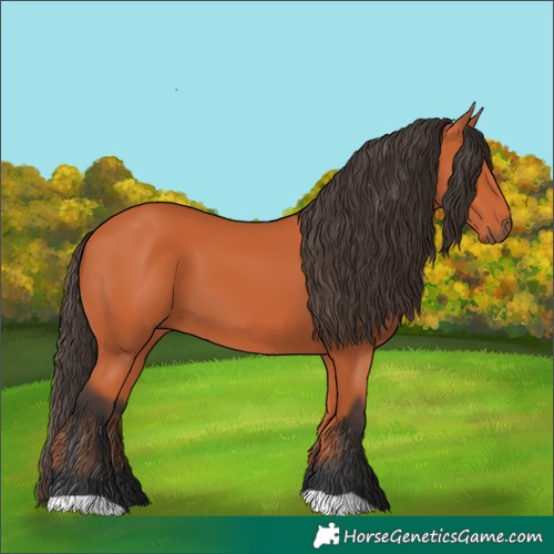 Horse Color:Bay 