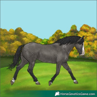 Horse Color:Grullo Splash