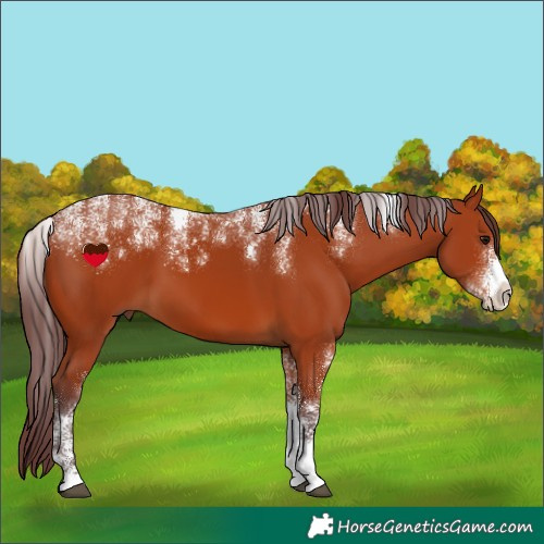 Horse Color:Powder White Chocolate Bay 