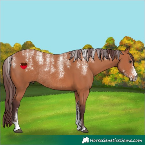 Horse Color:Powder White Chocolate Bay Rabicano 