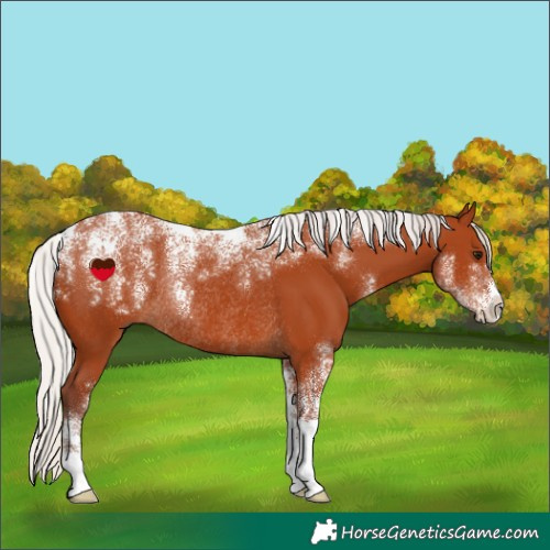 Horse Color:Powder White Chocolate Silver Bay Rabicano