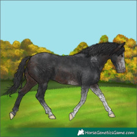 Horse Color:Brown Tobiano 