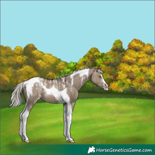 Horse Color:Powder White Silver Brown Dun Tobiano 