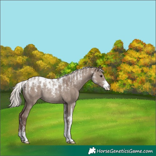 Horse Color:Powder White Chocolate Silver Grullo Rabicano 