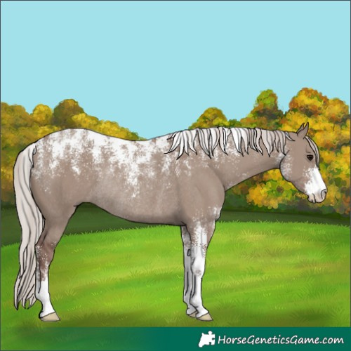 Horse Color:Powder White Chocolate Silver Grullo Rabicano
