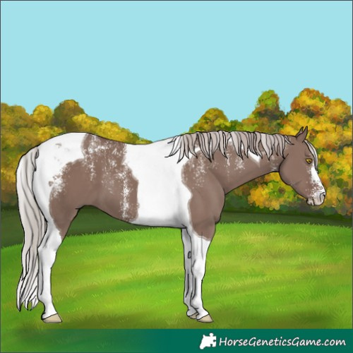 Horse Color:Powder White Chocolate Silver Grullo Tobiano 