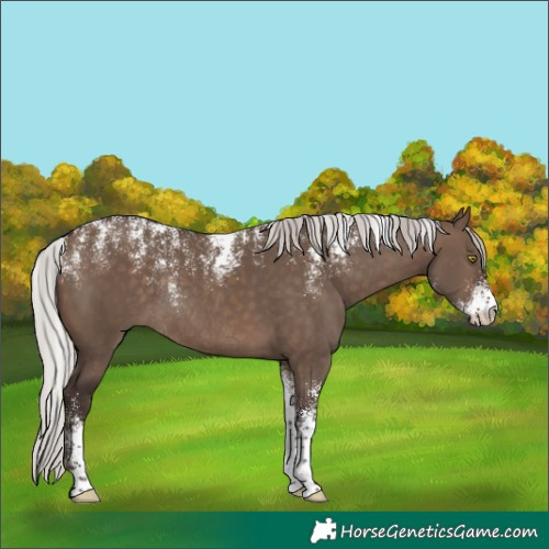 Horse Color:Powder White Silver Brown Dun Rabicano 