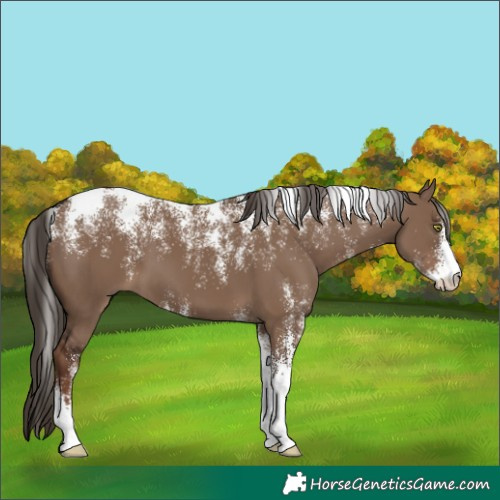 Horse Color:Powder White Liver Red Dun