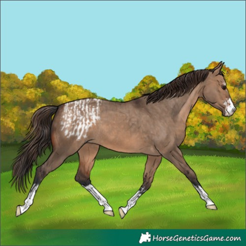 Horse Color:Brown Dun  and Brown Dun Appaloosa 