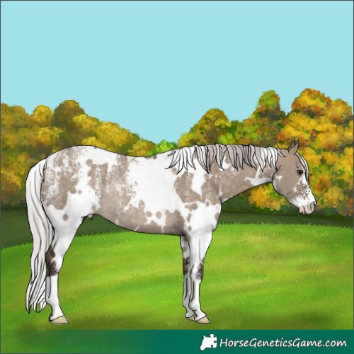 Horse Color:Powder White White Spotted Silver Brown Dun Rabicano 