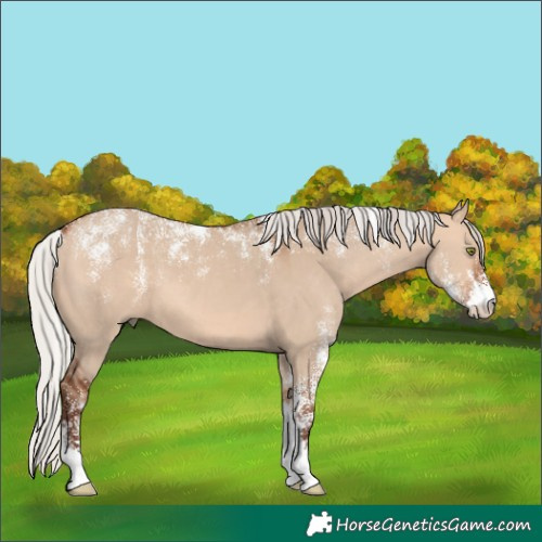 Horse Color:Powder White Silver Bay Dun 