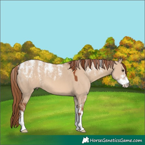 Horse Color:Powder White Red Dun 