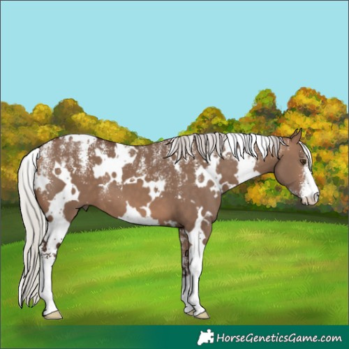 Horse Color:Powder White White Spotted Silver Brown Dun 