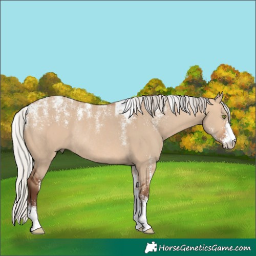 Horse Color:Powder White Silver Bay Dun Rabicano 
