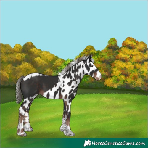 Horse Color:Liver Chestnut Mushroom Tobiano Skewed Appaloosa 