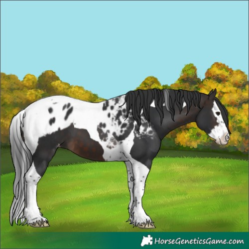 Horse Color:Brown Mushroom Splash Tobiano Skewed Appaloosa