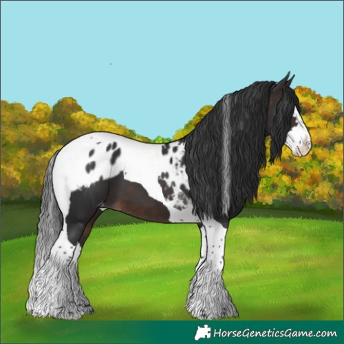 Horse Color:Brown Mushroom Splash Tobiano Skewed Appaloosa 