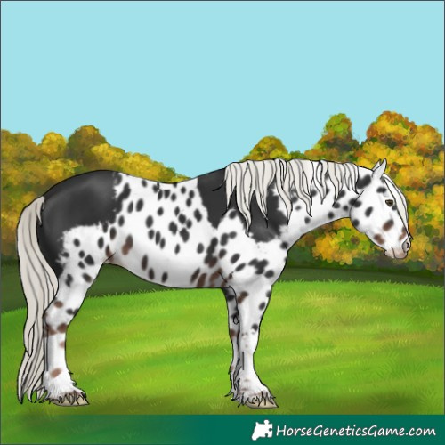 Horse Color:Liver Chestnut Mushroom Tobiano Skewed Appaloosa 
