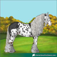 Horse Color:Liver Chestnut Mushroom Tobiano Skewed Appaloosa