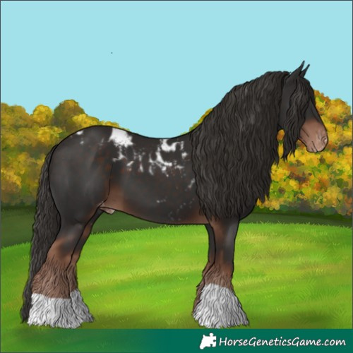 Horse Color:Liver Chestnut Skewed LP Spotted 