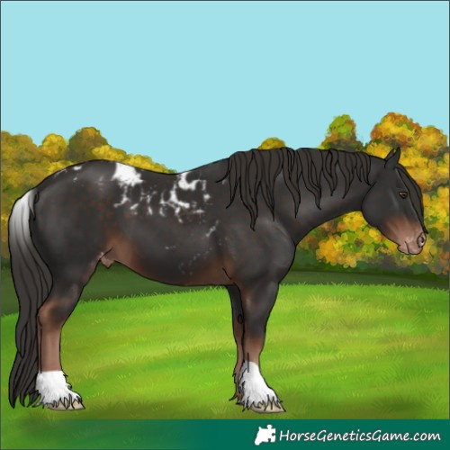Horse Color:Liver Chestnut Skewed Appaloosa 