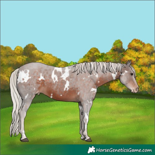 Horse Color:White Spotted Silver Brown Skewed Appaloosa
