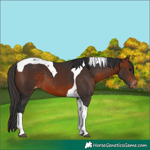 Horse Color:Bay Tobiano Skewed LP Spotted 