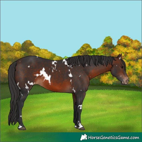 Horse Color:White Spotted Brown Skewed Appaloosa 
