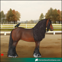 Horse Color:Bay Rabicano  and Bay Rabicano 