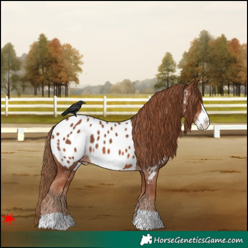 Horse Color:Chestnut Frame Appaloosa 