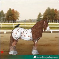Horse Color:Chestnut Frame Appaloosa 
