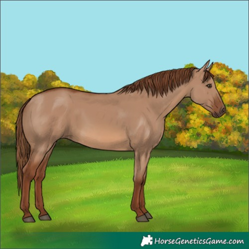Horse Color:Red Dun 