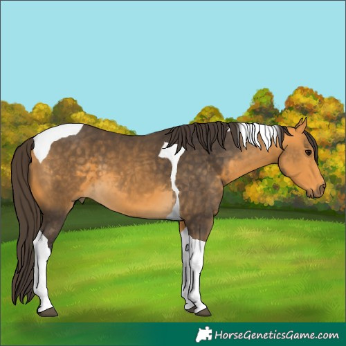 Horse Color:Buckskin Tobiano
