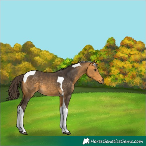 Horse Color:Buckskin Tobiano 
