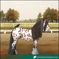 Horse Color:Bay Leopard