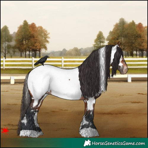 Horse Color:White Spotted Bay Appaloosa