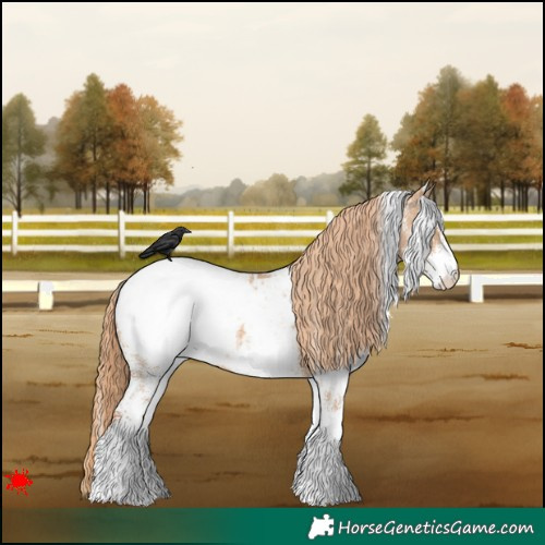 Horse Color:White Spotted Red Dun Appaloosa