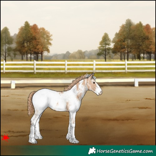 Horse Color:White Spotted Red Dun Appaloosa 