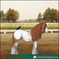 Horse Color:White Spotted Chestnut Snowcap 